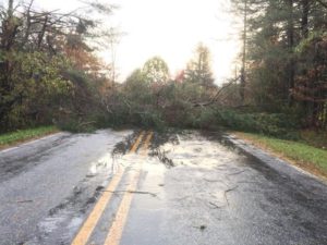 Road blocked from a fallen tree.