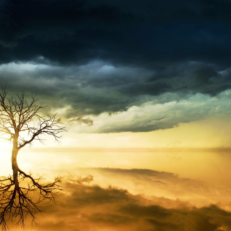 tree reflecting the sky in the ground